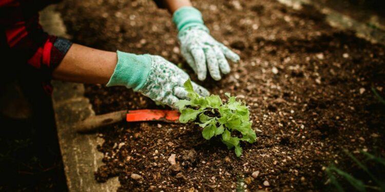 curso gratuito de Jardinagem