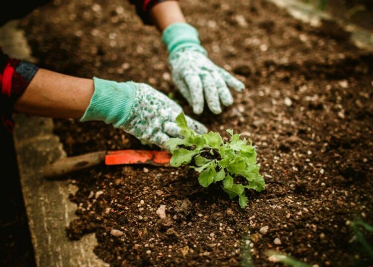 curso gratuito de Jardinagem