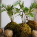 Kokedama