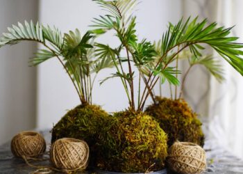 Liderança e Kokedama