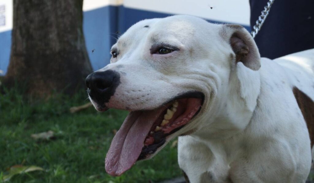 Conselho de Defesa Animal em Hortolândia