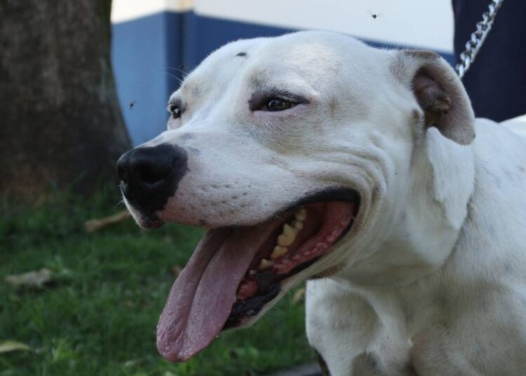 Conselho de Defesa Animal em Hortolândia