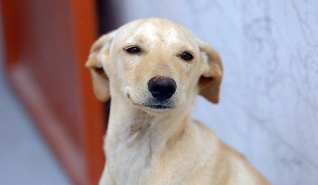 Guarda compartilhada de cães e gatos