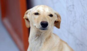 Guarda compartilhada de cães e gatos: respaldo legal em casos de separação