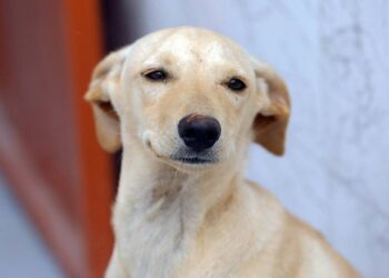 Guarda compartilhada de cães e gatos