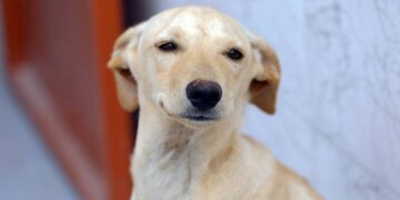 Guarda compartilhada de cães e gatos