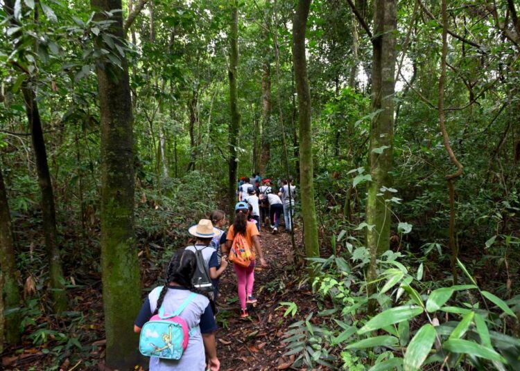 Mata de Santa Genebra