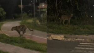 Suposta Onça no Lago da Fé Hortolândia: fotos geram alerta