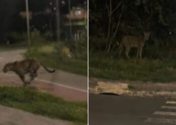 Suposta Onça Hortolândia