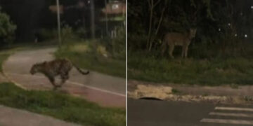 Suposta Onça Hortolândia