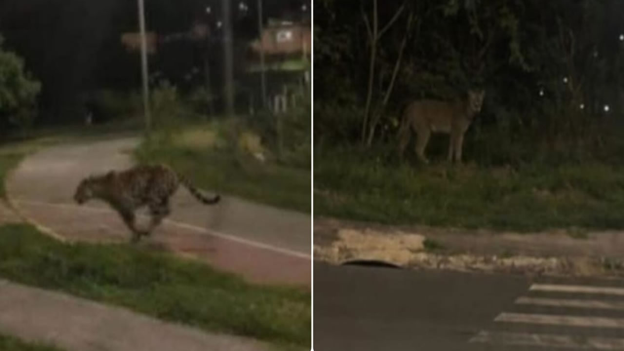 Suposta Onça Hortolândia
