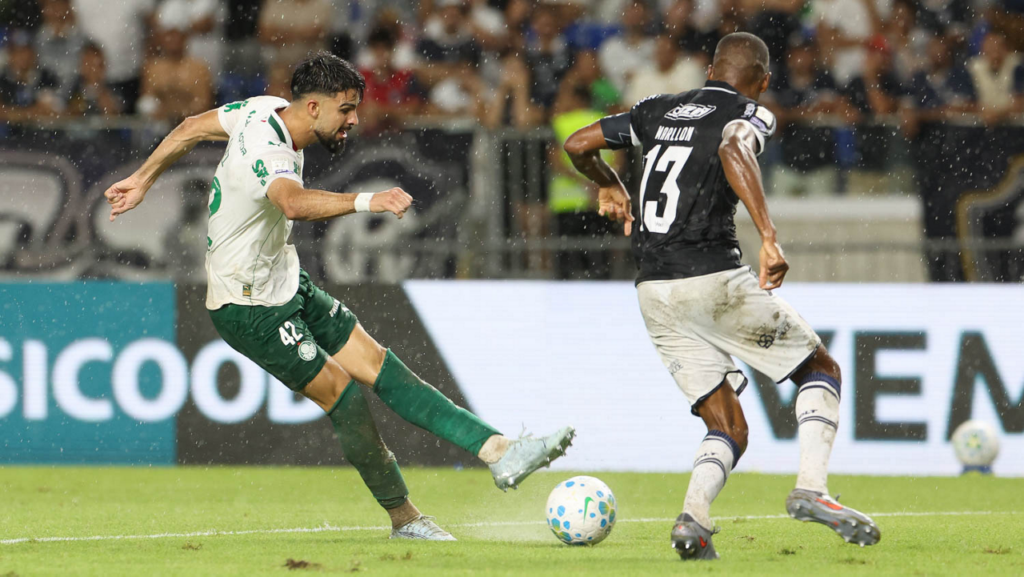 Argentina palmeiras