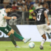 Argentina palmeiras