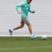 Palmeiras piquerez