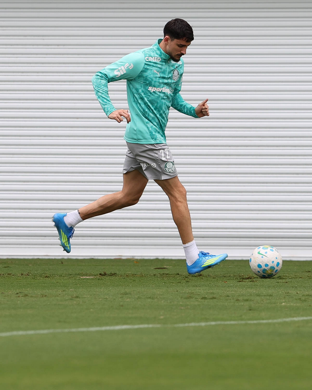 Palmeiras piquerez