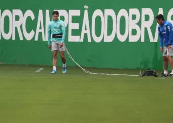 palmeiras