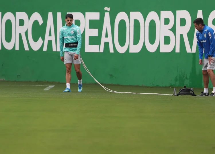 palmeiras