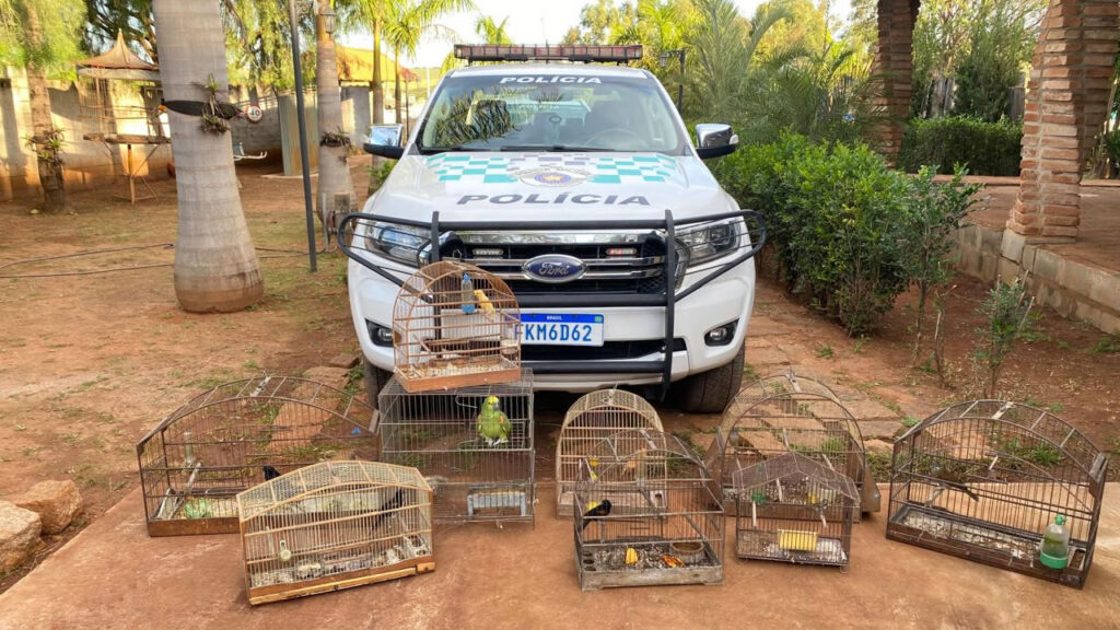 Aves apreendidas em Hortolândia geram multa de R$ 30,5 mil