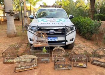 Aves apreendidas em Hortolândia geram multa de R$ 30,5 mil