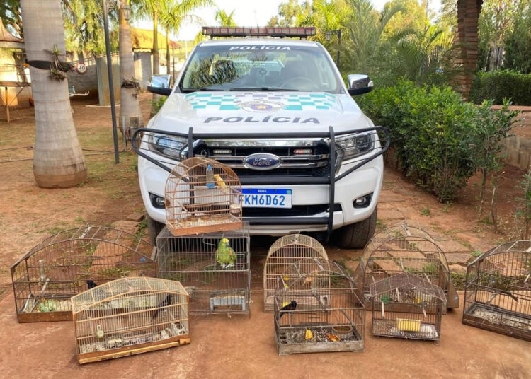 Aves apreendidas em Hortolândia geram multa de R$ 30,5 mil