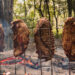 Costela Fogo