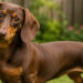 Dachshunds