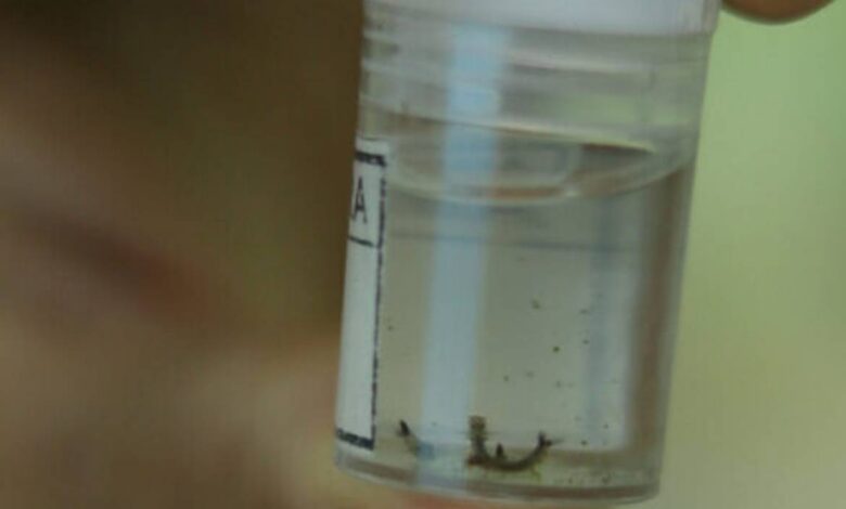 Dengue