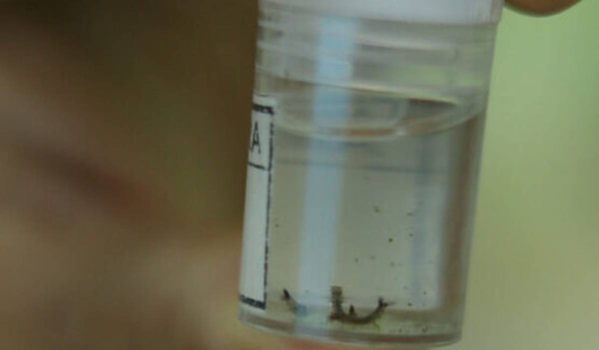 Dengue