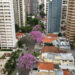 ipês