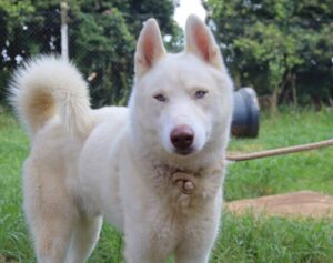 Hortolândia tem mais de 140 cães e gatos disponíveis; saiba como adotar