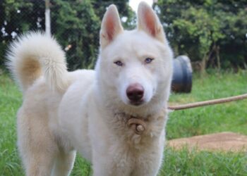 cães e gatos