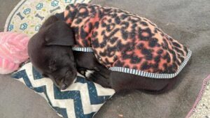 9 dicas para proteger os seus pets do frio