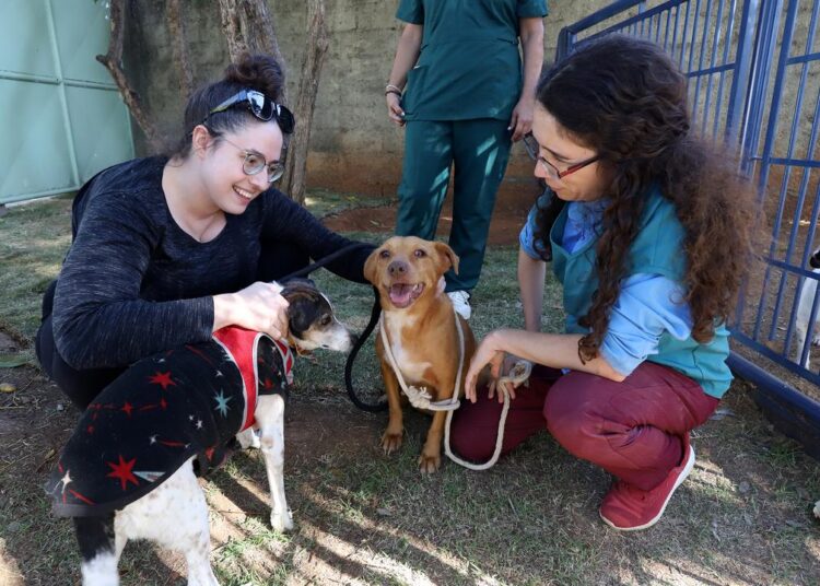 Oportunidade para se aproximar dos animais disponíveis para adoção