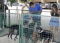 Pets vermifugados, castrados e microchipados prontos para adoção