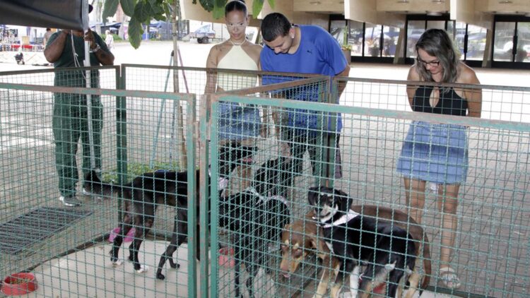 Pets vermifugados, castrados e microchipados prontos para adoção