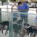 Pets vermifugados, castrados e microchipados prontos para adoção