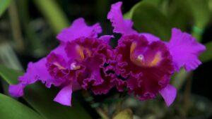 Festival de Orquídeas e Plantas Ornamentais expõe 3 mil espécies no Bosque dos Jequitibás