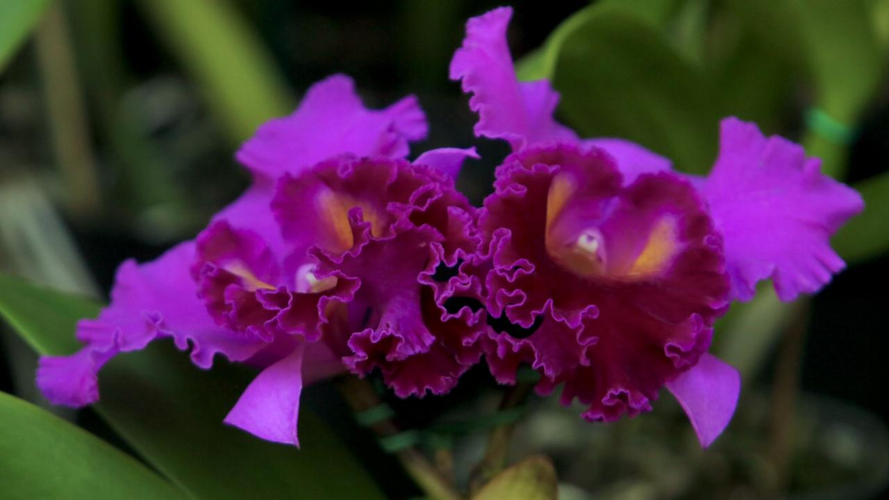 Festival de Orquídeas e Plantas Ornamentais expõe 3 mil espécies no Bosque dos Jequitibás