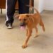 População conhece cães e gatos castrados, vacinados e microchipados disponíveis para adoção