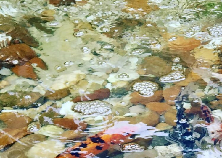 Fotografia de Tania Martins na exposição do Centro de Convivência Cultural