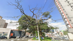 Prefeitura realiza manejo e poda de árvores em Barão Geraldo e Cambuí