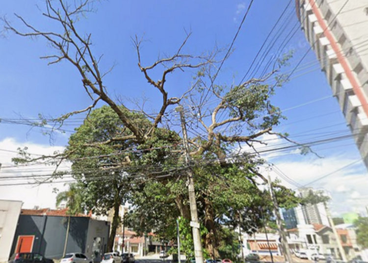 Figueira-branca com galhos secos próximos à rede elétrica