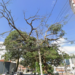 Figueira-branca com galhos secos próximos à rede elétrica