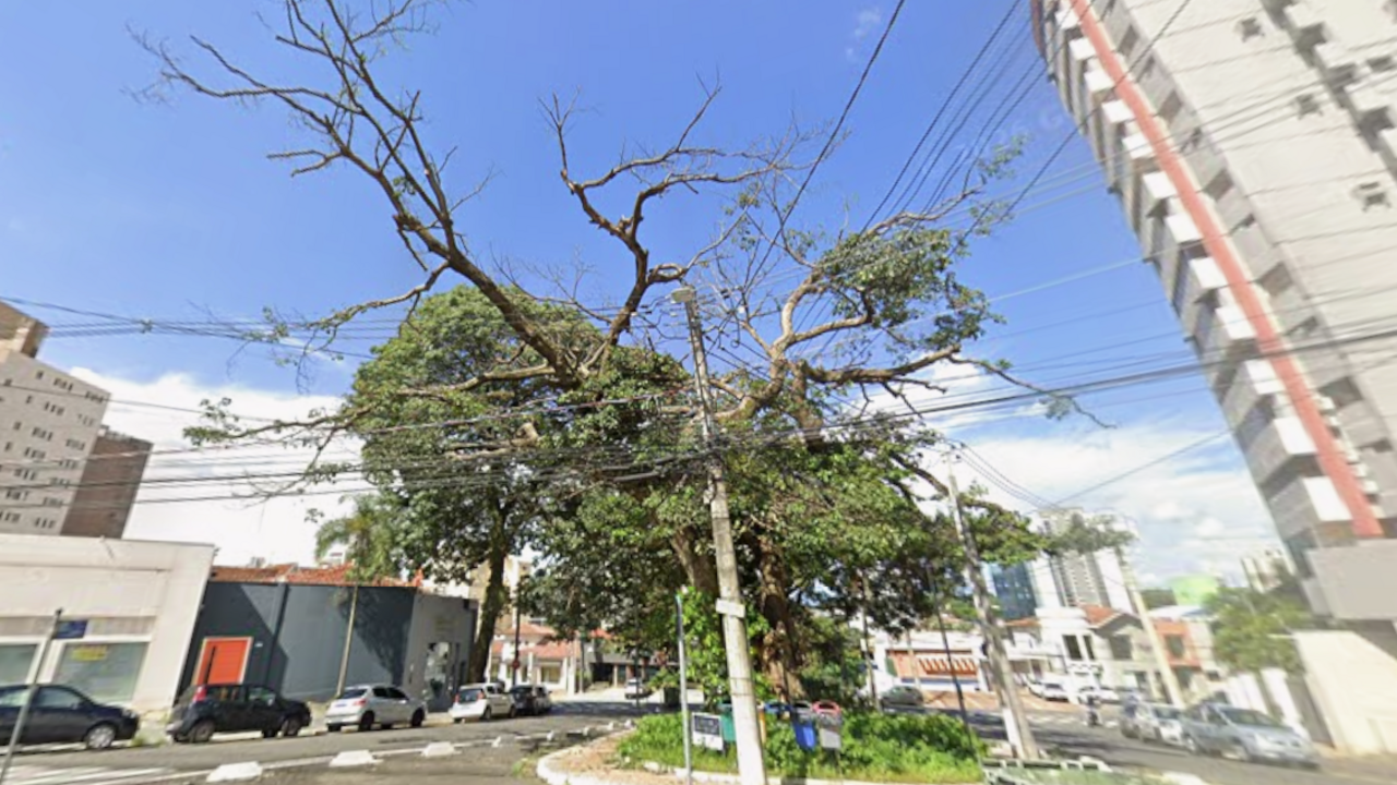 Figueira-branca com galhos secos próximos à rede elétrica