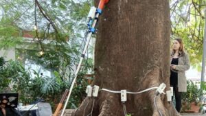 Prefeitura de Campinas realiza manejo preventivo em árvores no Cambuí e Barão Geraldo