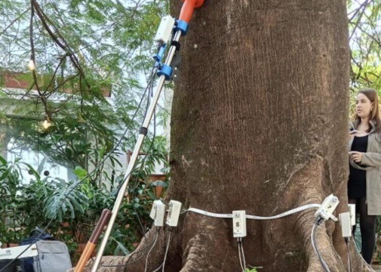 Árvore passa por exames técnicos com resistógrafo e tomógrafo conforme legislação ambiental