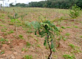 Plantio de mudas para mitigar ilhas de calor e ampliar sombreamento em bairros