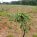 Plantio de mudas para mitigar ilhas de calor e ampliar sombreamento em bairros