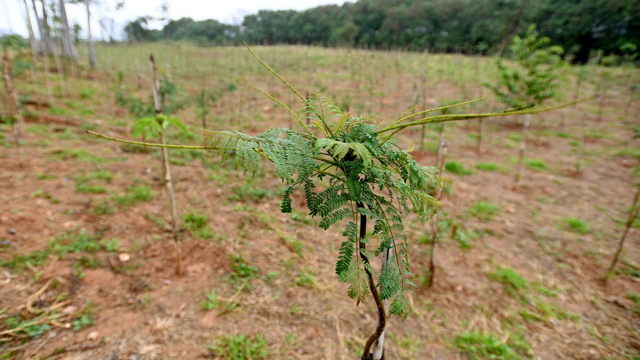 Plantio de mudas para mitigar ilhas de calor e ampliar sombreamento em bairros