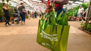 Plantas para ambientes internos: dicas de cuidados e espécies ideais